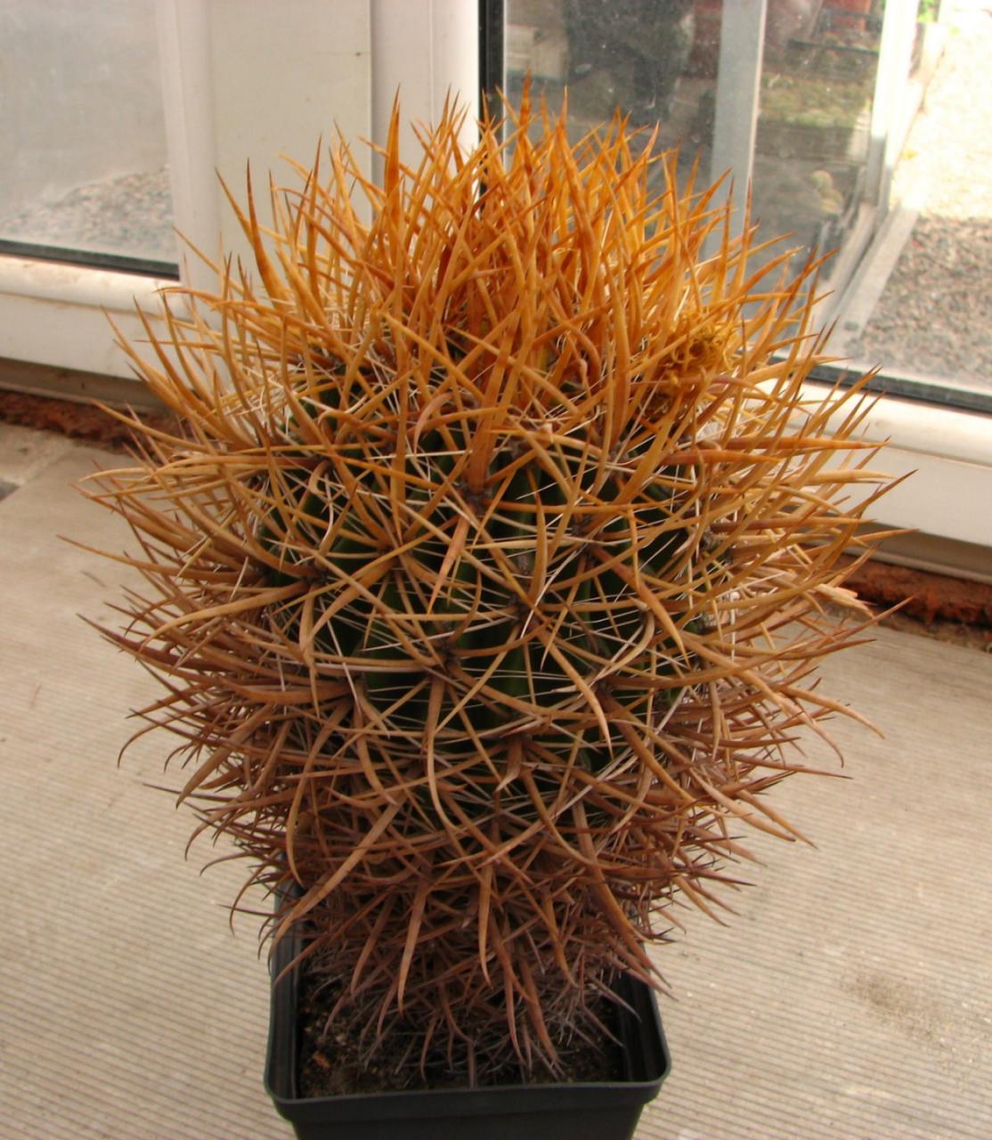 Ferocactus chryzacanthus -Cedros- 25+years-cube-9cm- квітучий- ексклюзивний екземпляр-