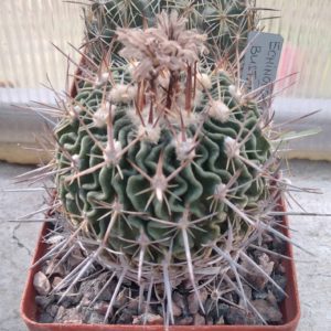 EFC bustamentei -cube-8cm-