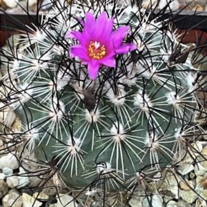 gymnocactus viereckii