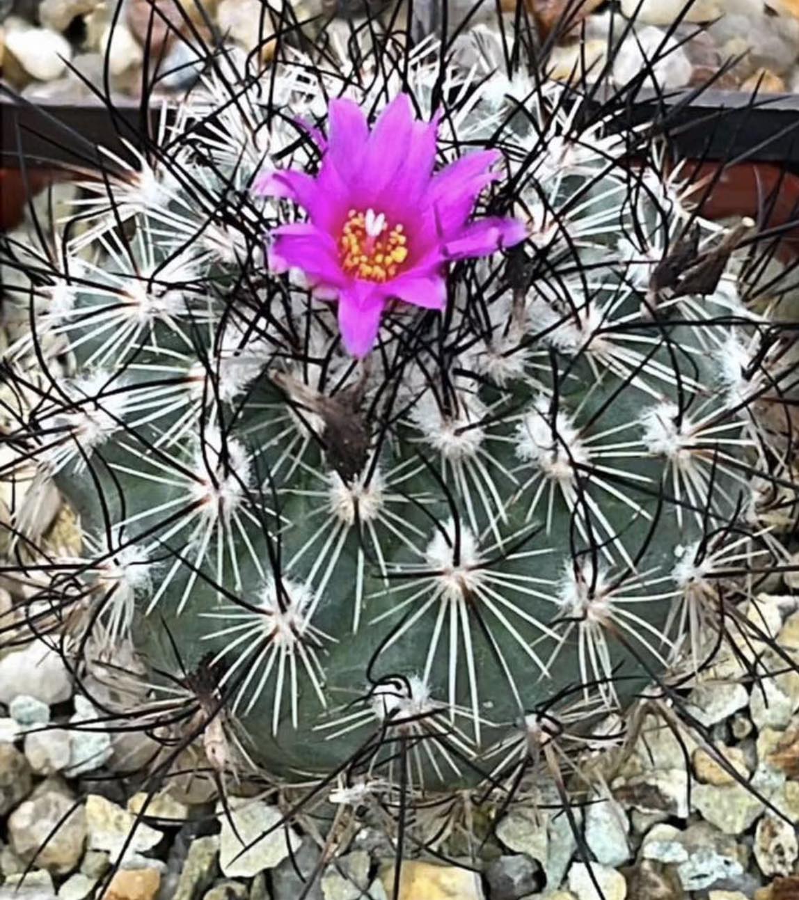 gymnocactus viereckii