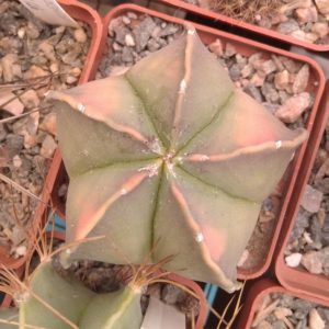 Astrophytum myriostigma f. variegata -cube-6cm-