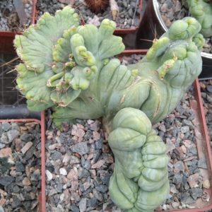 Cereus bridgesii f. monstrosa -cube-9cm-