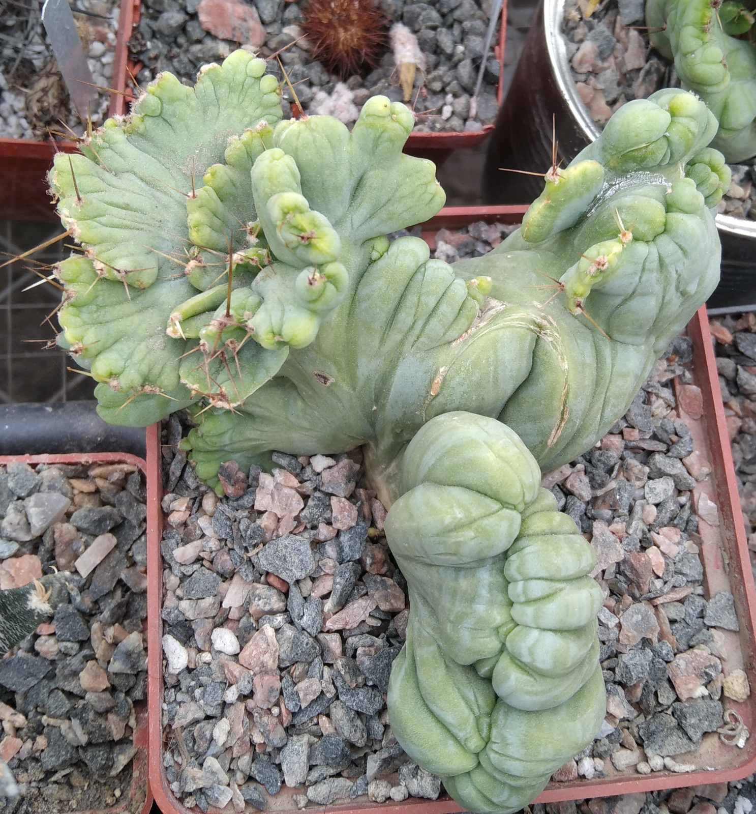 Cereus bridgesii f. monstrosa -cube-9cm-