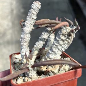 euphorbia cylindrifolia ssp. tuberifera