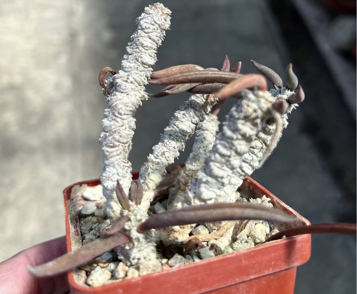 euphorbia cylindrifolia ssp. tuberifera