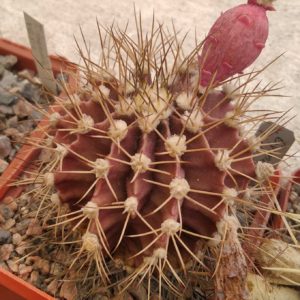 Gymnocalycium friedrichii -cube-6cm- nice form, red body, gold spines-