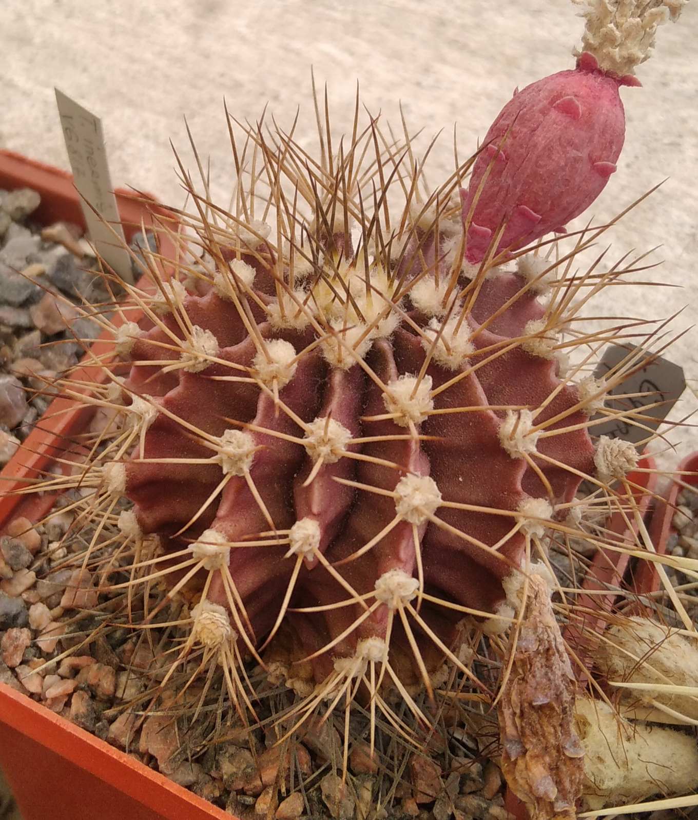 Gymnocalycium friedrichii -cube-6cm- nice form, red body, gold spines-