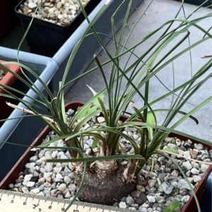 Calibanus hookeri
