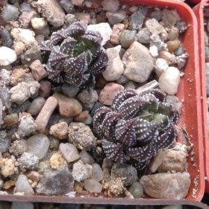 Haworthia reinwardtii -I.Bruer- compact form-
