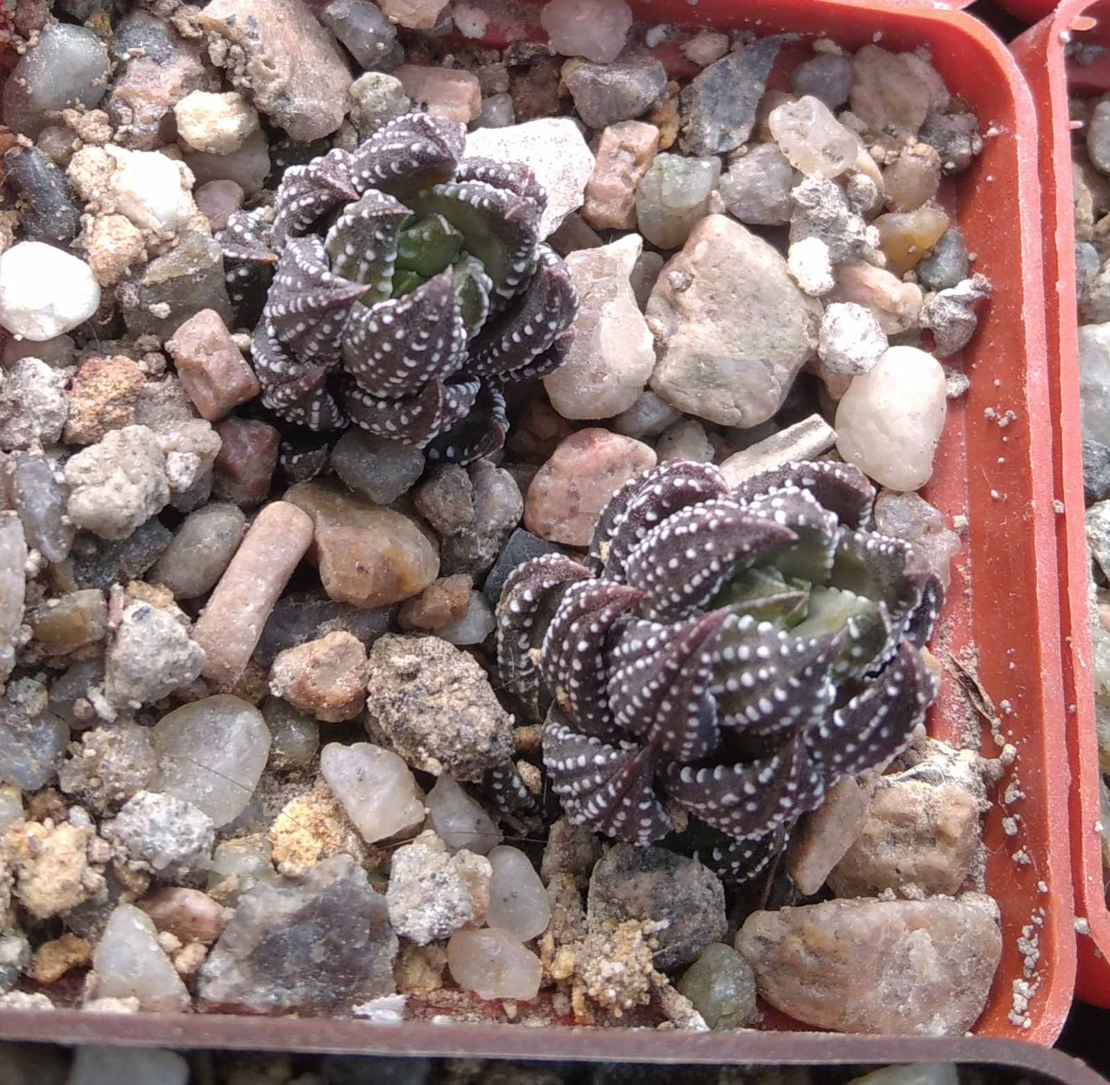Haworthia reinwardtii -I.Bruer- compact form-