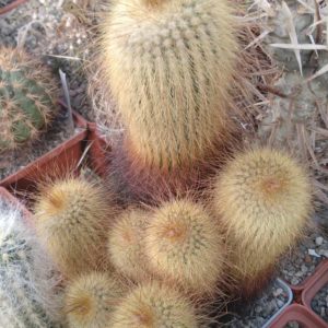Eriocactus leninghausii -cube-9cm-