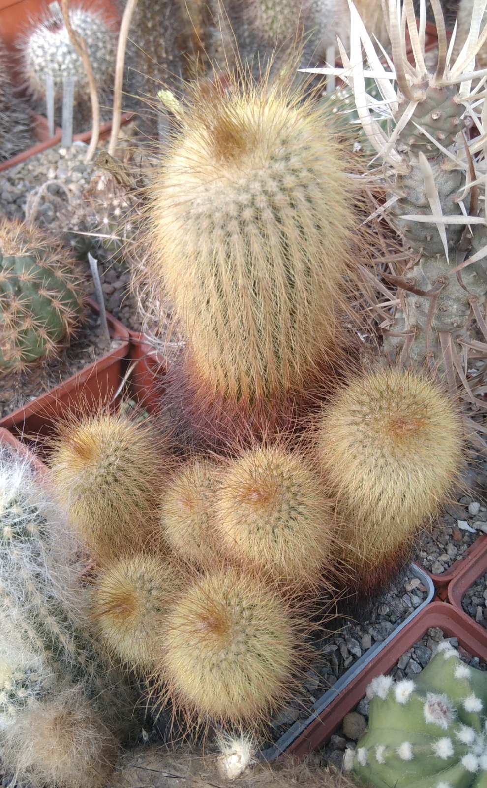 Eriocactus leninghausii -cube-9cm-