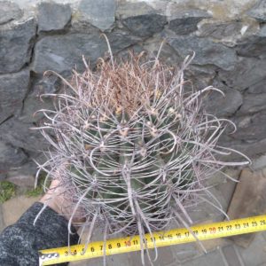 Ferocactus acanthodes -Koehres- біля 30років- big plant!-