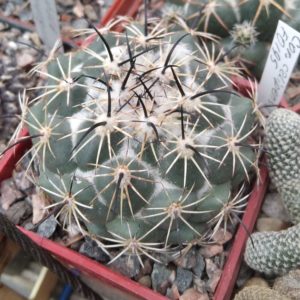 Coryphantha calipensis FO195 -cube-7cm-