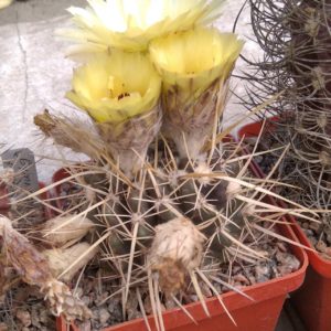 Notocactus turecekianus -Mesa Garden- cube-7cm- hard culture-