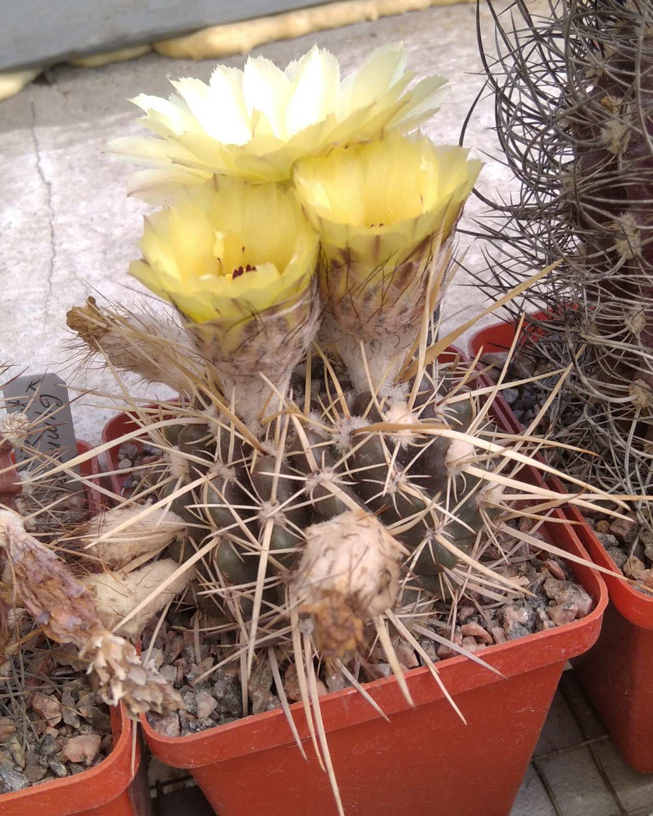 Notocactus turecekianus -Mesa Garden- cube-7cm- hard culture-