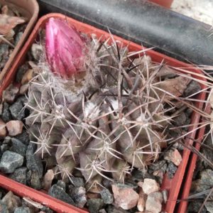 Neochilenia spec.-cube-6cm-