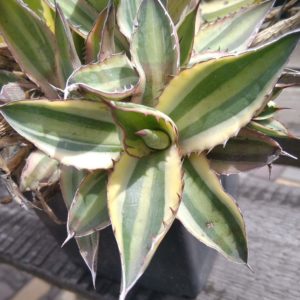 Agave lophantha v. tricolor - пагін-