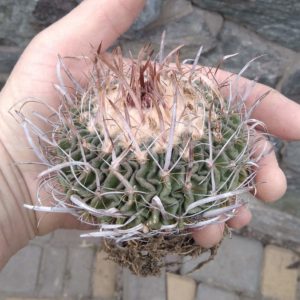 EFC aff. dichroacanthus L1564 -повільноростучий вид, біля 25 років-