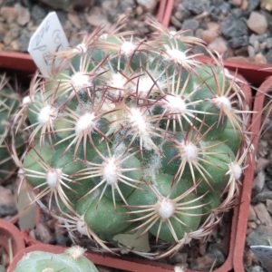 Coryphantha palmeri  -Mesa Garden- cube-5cm-