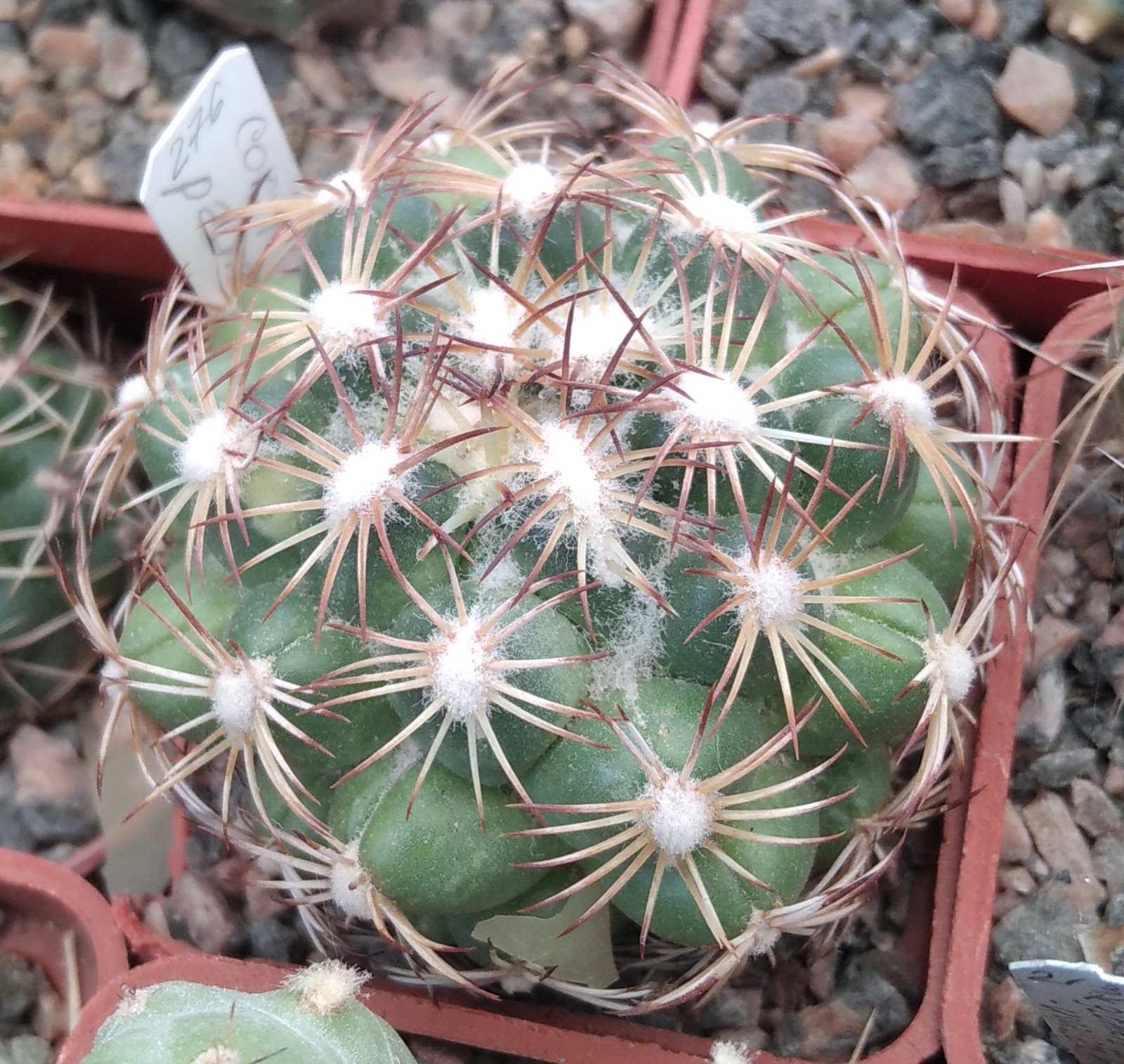 Coryphantha palmeri  -Mesa Garden- cube-5cm-
