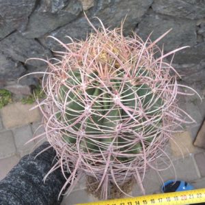 Ferocactus acanthodes -Koehres- біля 30років- big plant!-