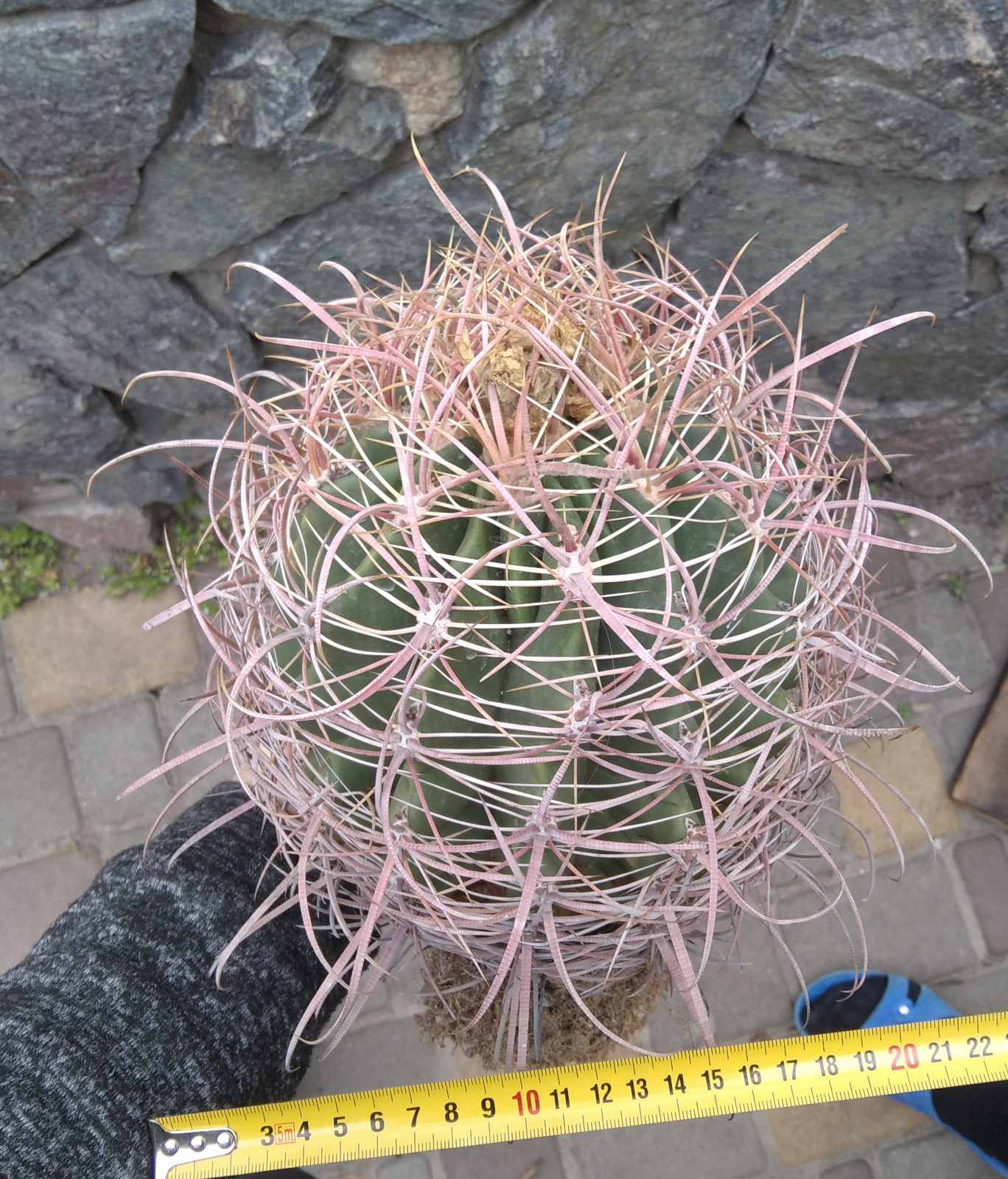Ferocactus acanthodes -Koehres- біля 30років- big plant!-