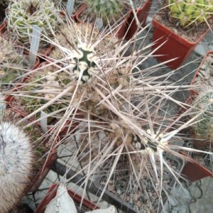 Maihueniopsis darvinii v. hickenii BKN68 -extrem form-пагони-