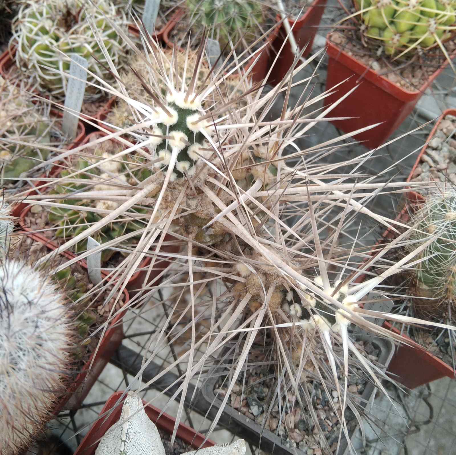 Maihueniopsis darvinii v. hickenii BKN68 -extrem form-пагони-