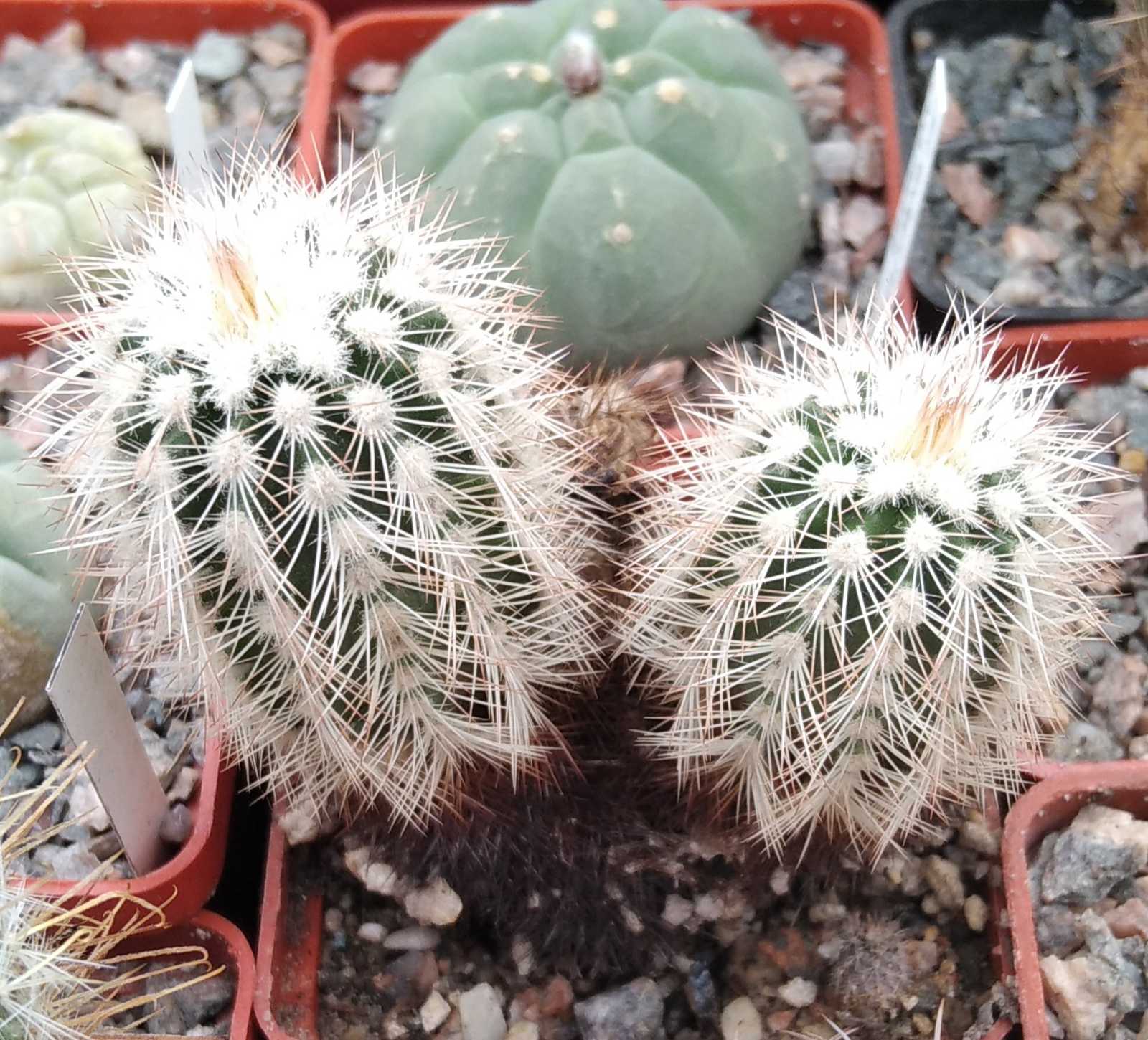 Echinocereus reichenbachii v. albispinus -cube-7cm-двійня-