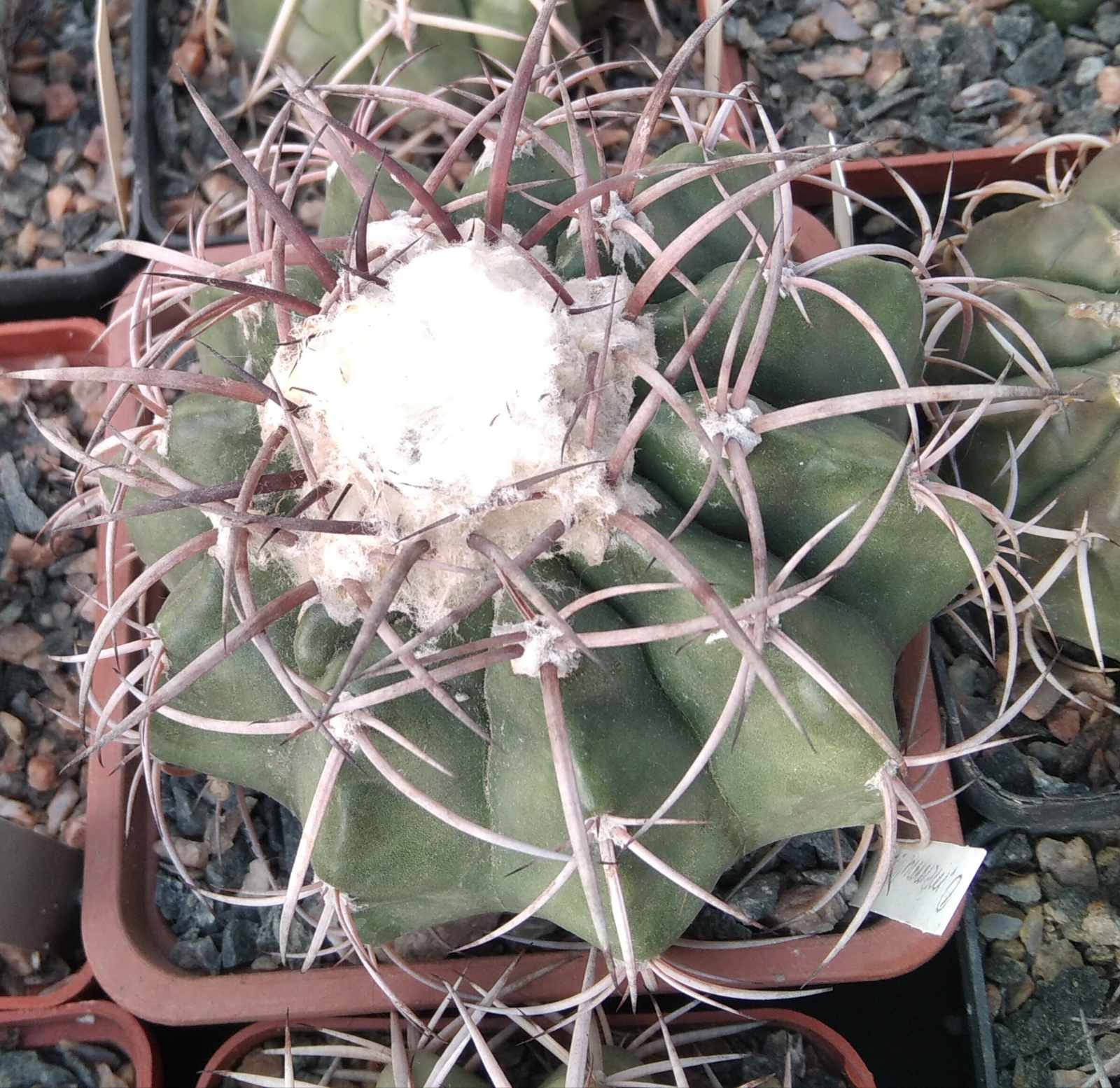 Discocactus mammullosus HU191 -D-9cm-прихована підщепа-