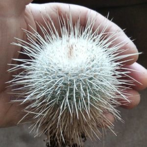 Mammillaria geminispina v. nobilis -6cm-