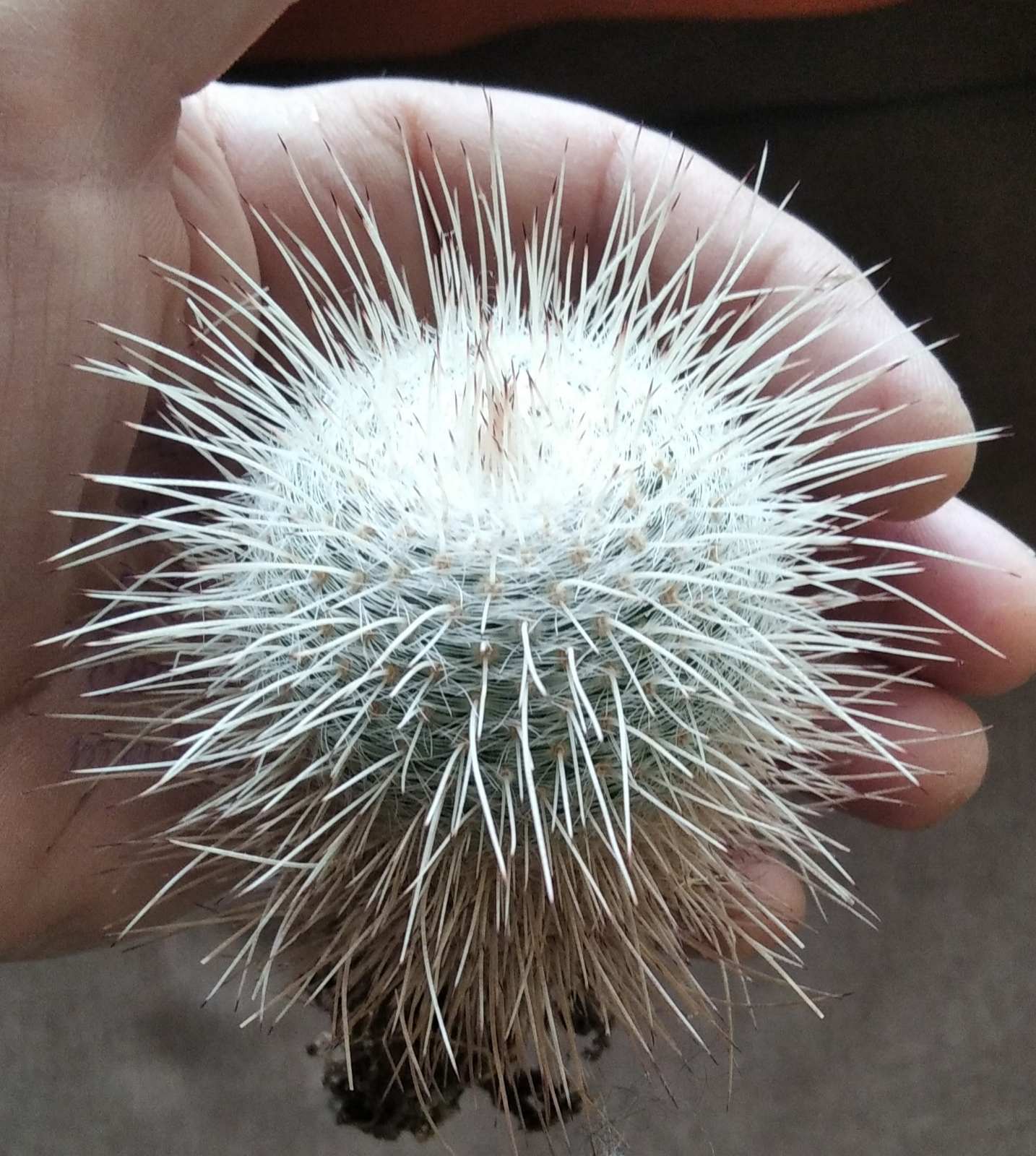 Mammillaria geminispina v. nobilis -6cm-