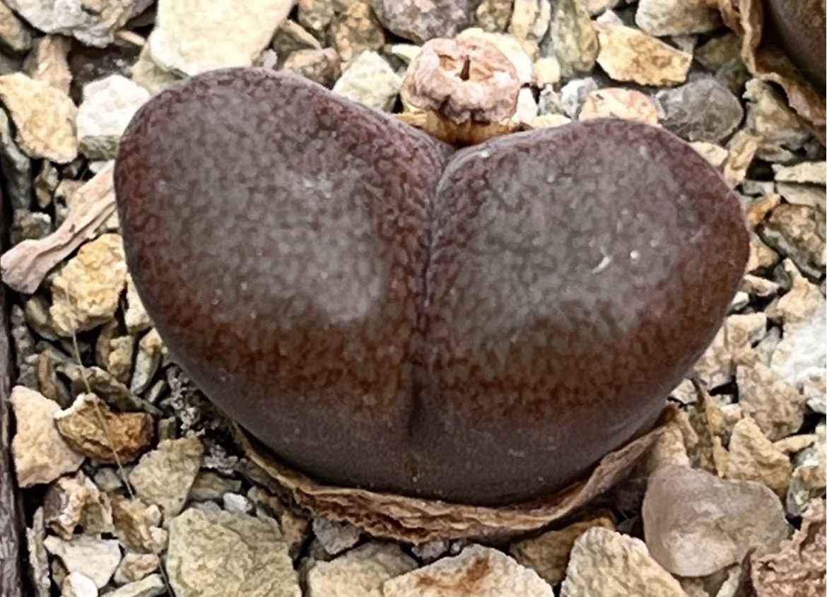 conophytum verrucosum
