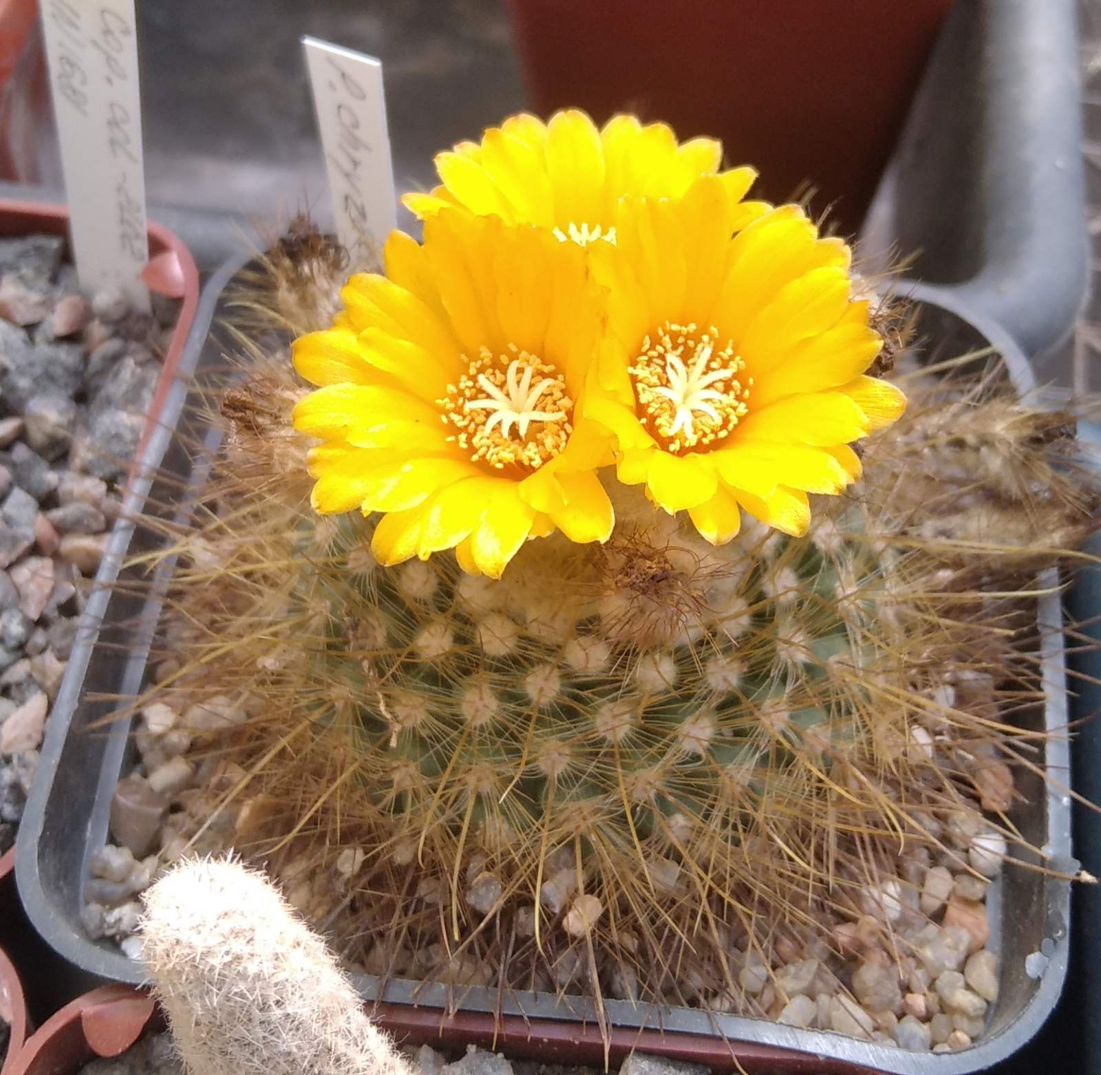 Parodia chryzacanthion -cube-8cm-