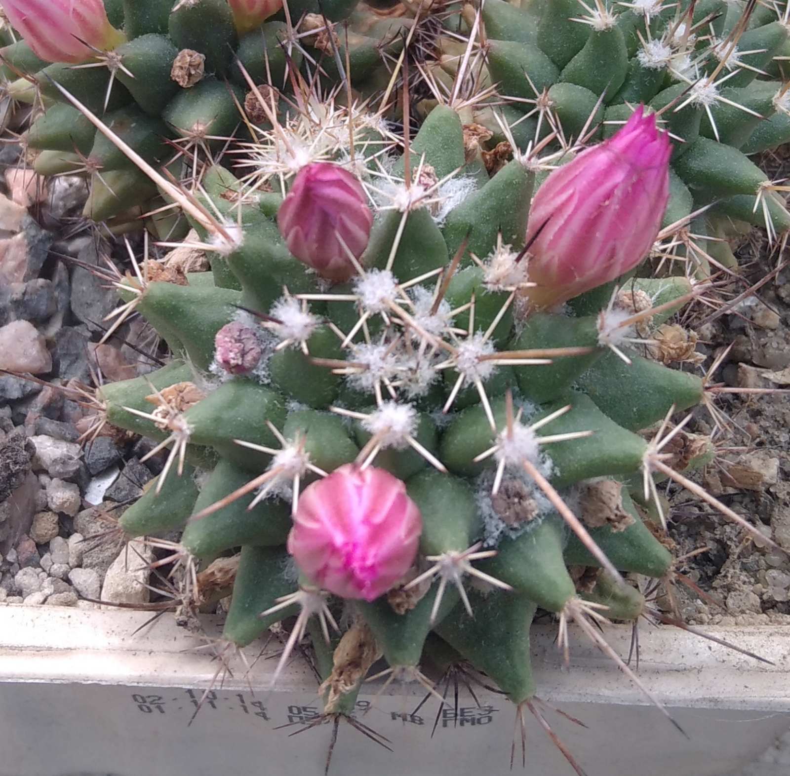 Mammillaria saxicola ML045 -MG-