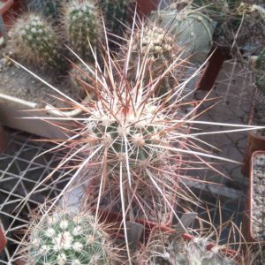 Echinocereus engelmanii v. chryzocentrus -Indian Springs- MG- super spines-cube-6cm-