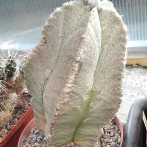 Astrophytum coahuilense -30years-