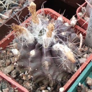 Neochilenia crispa v. intermedia FK132-79 -cube-5cm-