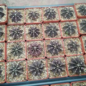 Gymnocalycium friedrichii -cube-6cm-