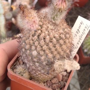 Тhelocephala lembckei -cube-5cm- на багаторічній підщепі -
