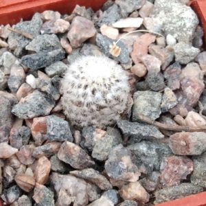 Copiapoa laui -cube-5cm-