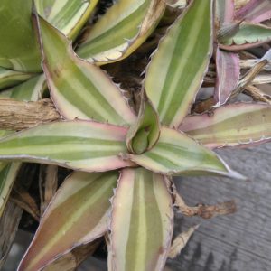 Agave lophantha v. tricolor - пагін-