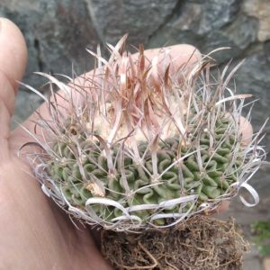 EFC aff. dichroacanthus L1564 -повільноростучий вид, біля 25 років-