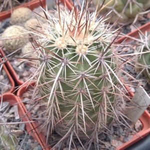 Echinocereus engelmanii v. armatus SB1462 -cube-6cm-