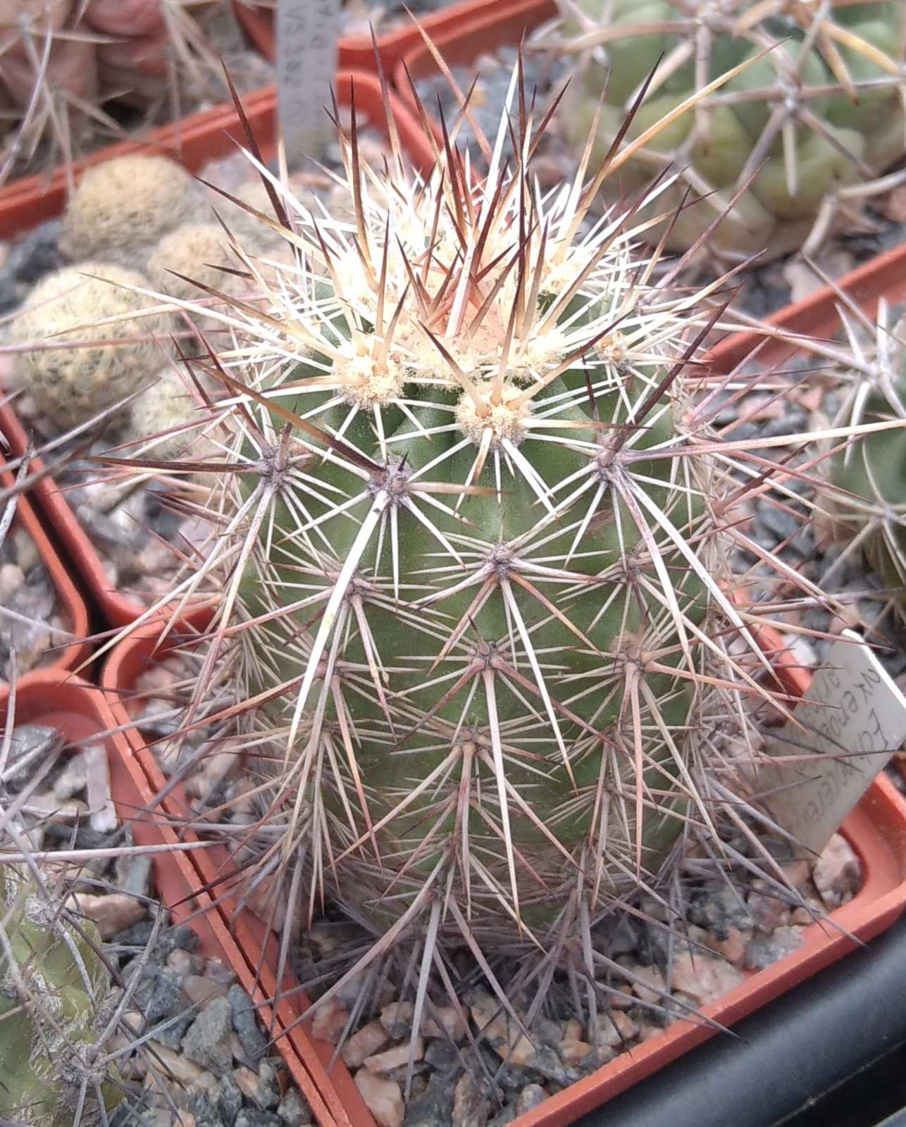 Echinocereus engelmanii v. armatus SB1462 -cube-6cm-