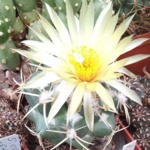 Сoryphantha andreae -  diam. 5-6см-