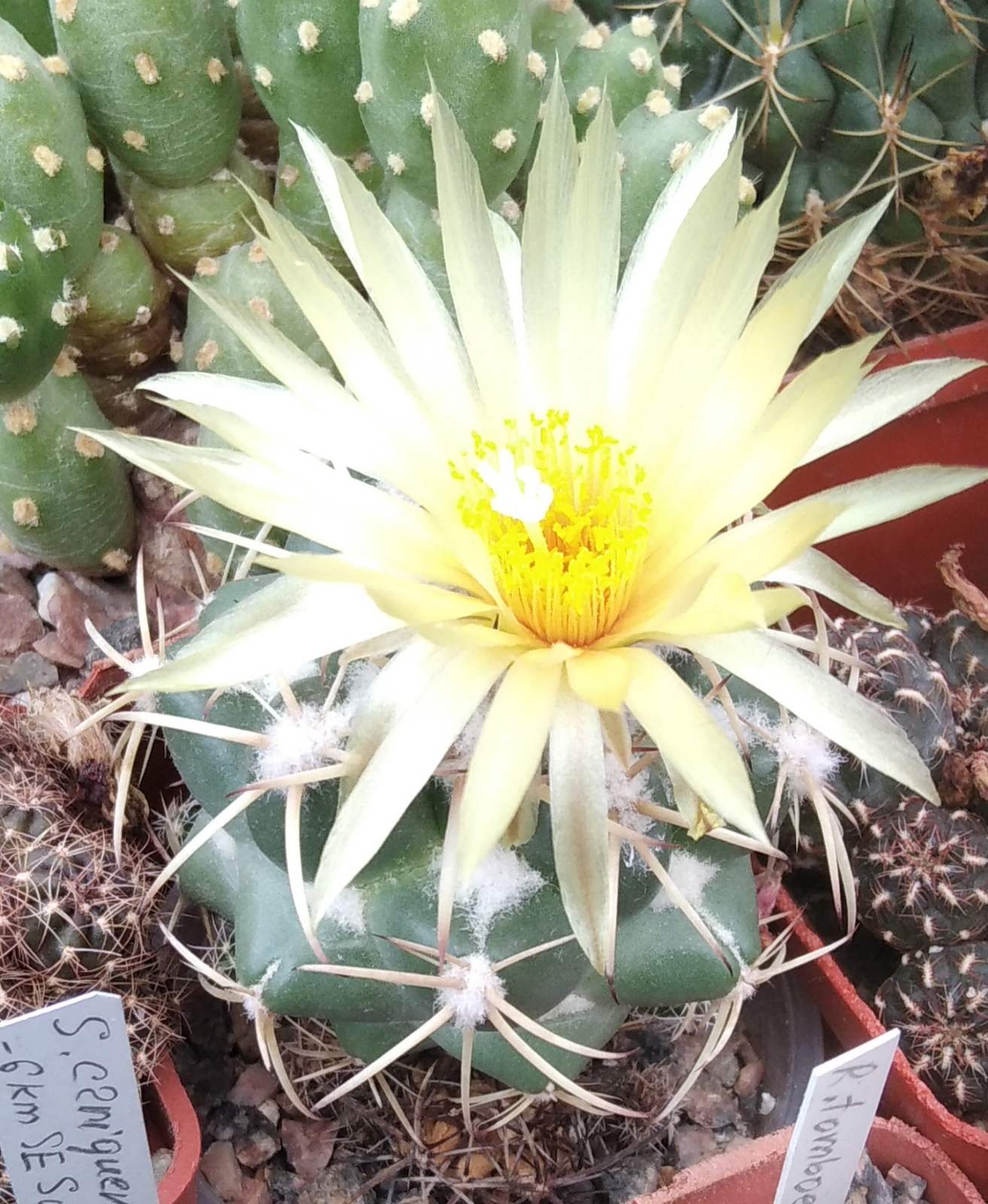 Сoryphantha andreae -  diam. 5-6см-