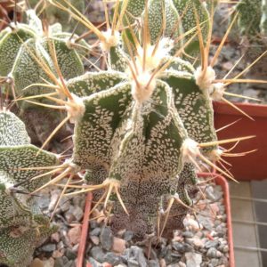 Astrophytum myriostigma v. mirbellii -Koehres- cube-6cm-