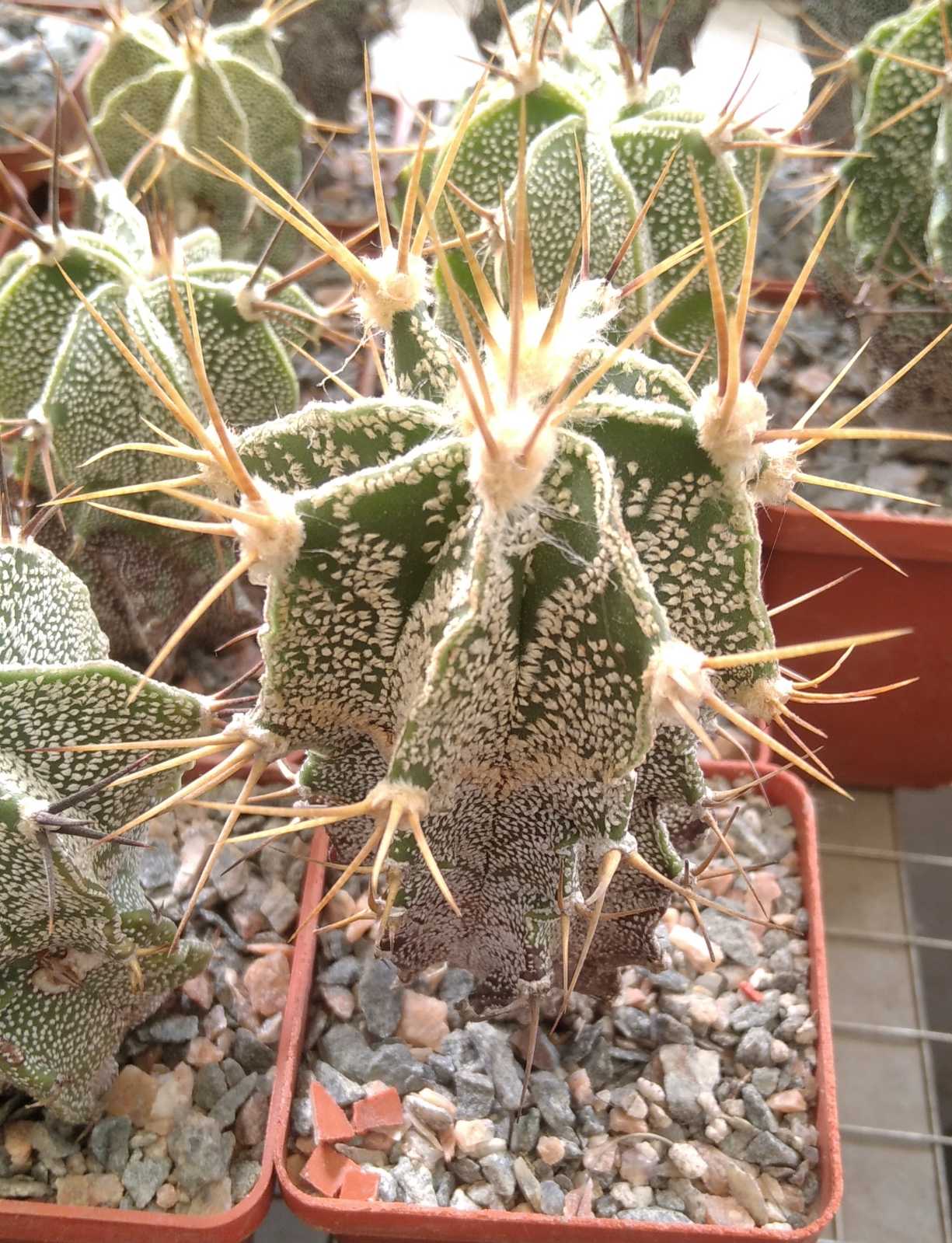 Astrophytum myriostigma v. mirbellii -Koehres- cube-6cm-